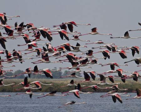 Saline di Cervia