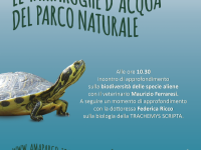 Il 15 settembre incontro per conoscere le tartarughe d’acqua del Parco Naturale